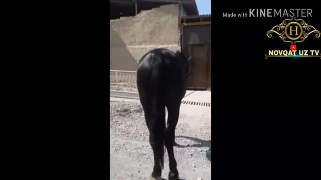 #HOOKAT #ноокат НООКАТ Учкур Отлари Топ 5🐎 2кисм