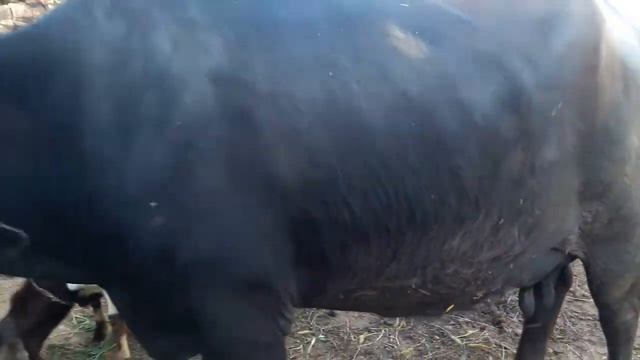 BUFFALO FOR SALE IN PAKISTAN ON YOUTUBE 124202003047970076