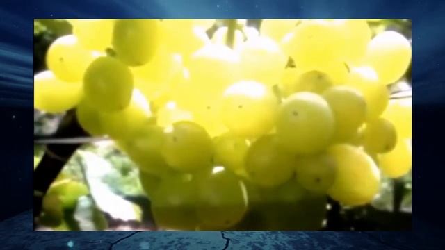 Виноград Супер Экстра