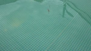 Reins Bubbling Shad   4,0”  10,16 см  3,0”  7,62 см  2,0 ”  5,08 см