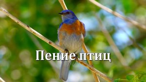 Пение Птиц в Природе | Расслабляющие Звуки для Медитации, Сна и Фокуса 🌿🕊️🌿