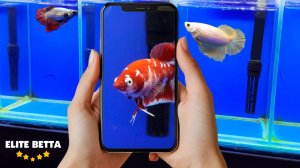 Рыбка петушок самки #bettafish #betta #aquariumfish #петушок #аквариумныерыбки #рыбка