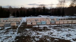 Вынос пчёл из зимовника 2025 год