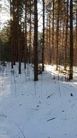 Лесная красота.