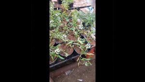 Алиссум Сноу Принцесс, пересадка и обрезка