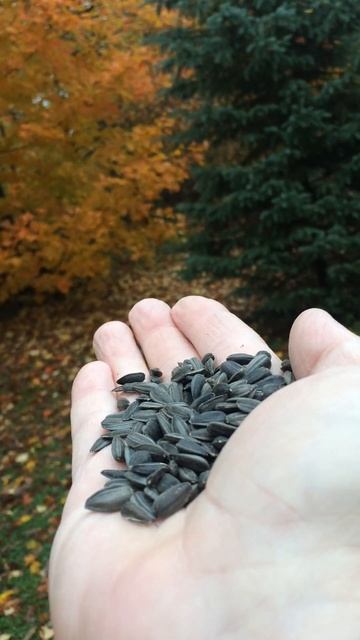 Chickadee's in the front yard смотреть онлайн