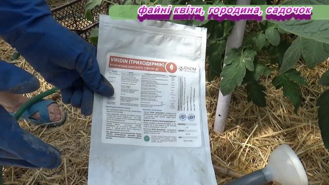 Коли та навіщо треба мульчувати помідори та огірки? Як це правильно зробити?