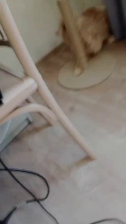 кот кайфует от кошачьей мяты