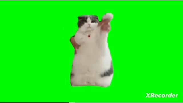 СБОРНИК ФУТАЖЕЙ | ВСЕ КОТЫ НА ЗЕЛЁНОМ ФОНЕ смотреть онлайн