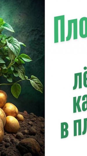 Лёжкость картофеля в плодородной почве.