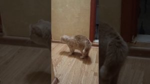 Мурзик готовится к бою 😊