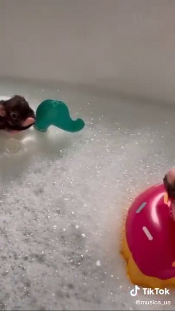 поросята в ванной #Shorts смотреть онлайн