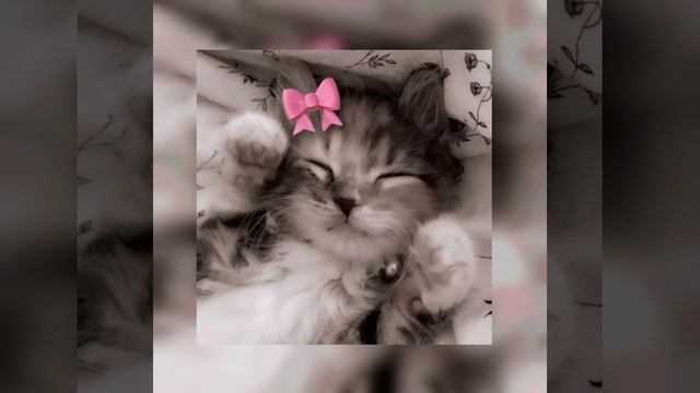 💫Акула - Позвони (speed up)💫 смотреть онлайн