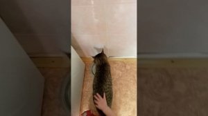 Шлема завтракает