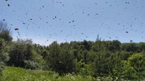 Когда пчёлы роятся)