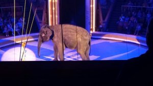 #Слоны цирк #Луганск Шоу "Девочка и слон" (Часть 2)