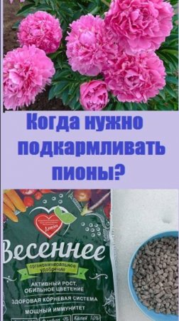 Когда подкармливать пионы? Первая подкормка - ещё по снегу!