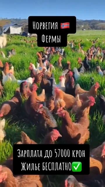 Норвегия 🇳🇴 ферма 🐔 смотреть онлайн