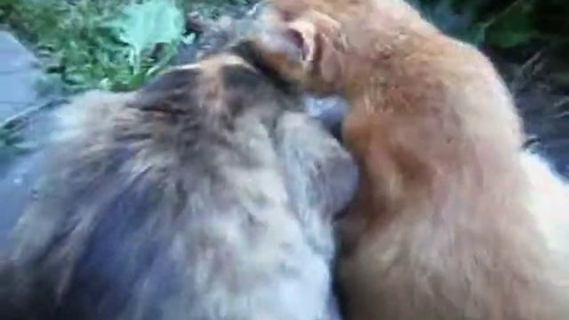 Кошачьи ласки