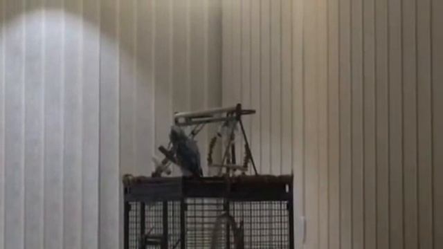 Жако Моня. Вечер смотреть онлайн