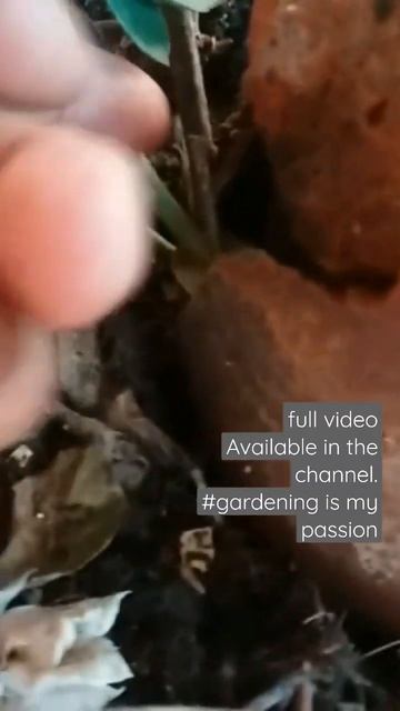 layering method propagation of rose rosé gardening garden