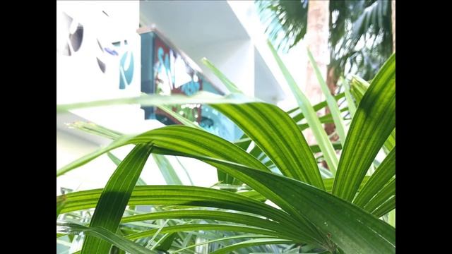 Амазон смотреть онлайн