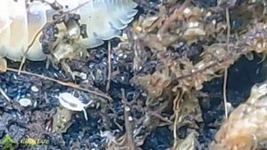 Porcellio Laevis White dòng isopod trắng bạch toàn thân