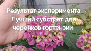 Результат эксперимента. Какой субстрат лучше для укоренения черенков гортензии?