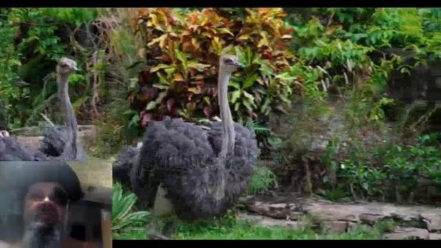 Чем в домашних условиях нужно кормить страуса смотреть онлайн