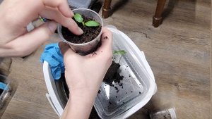 Пикировка перца.