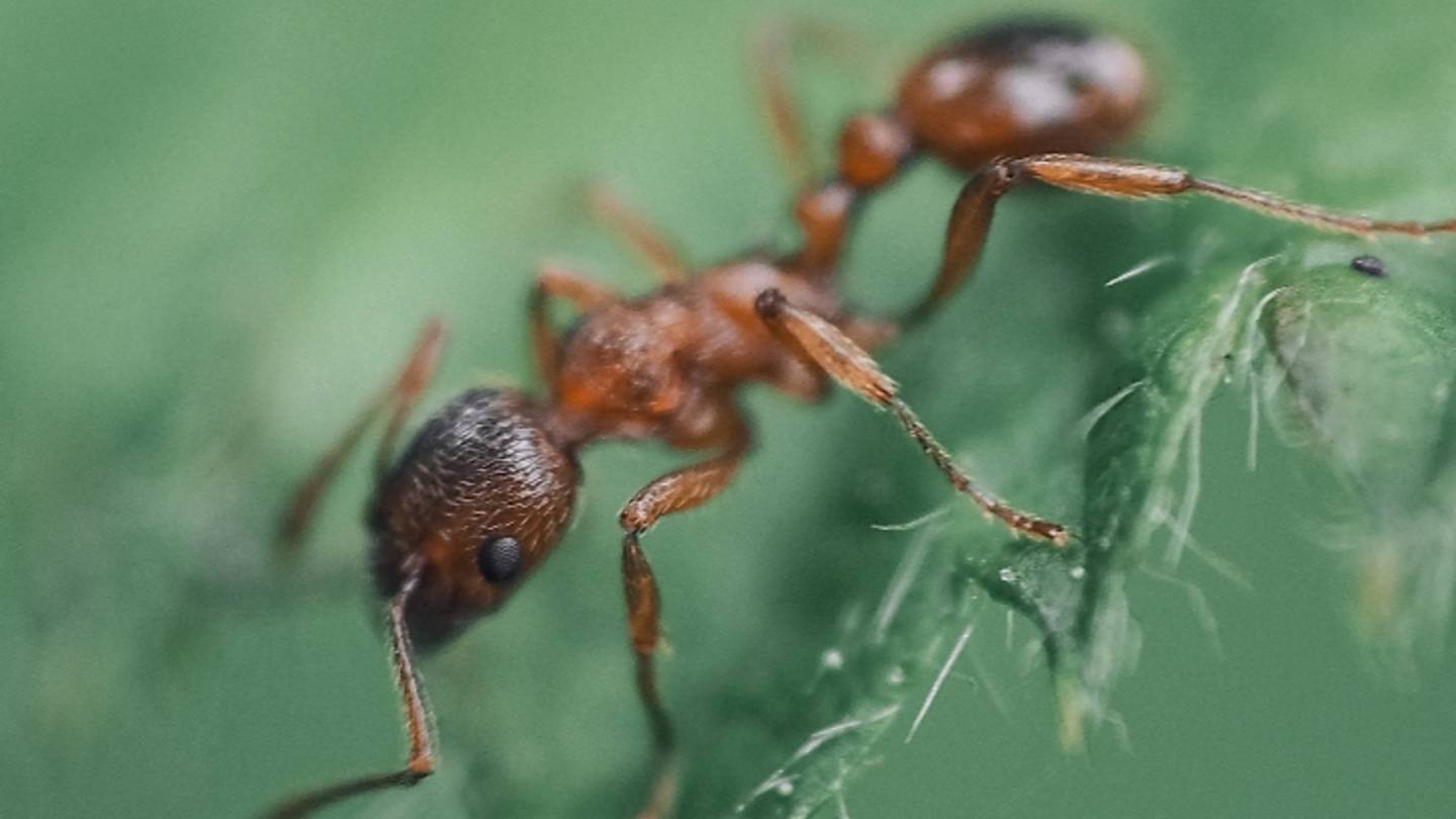 The ants 🐜 13