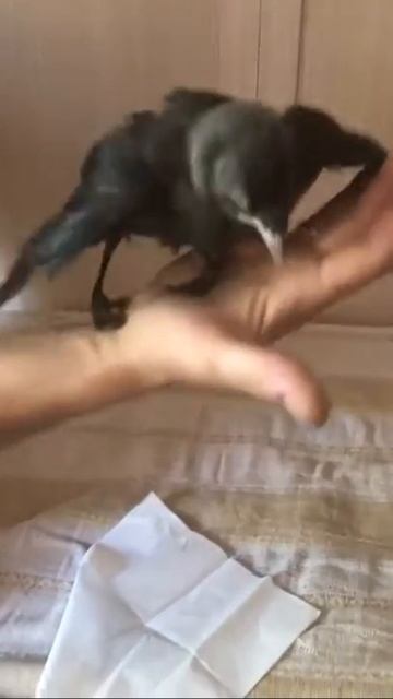 Карлито учится летать смотреть онлайн