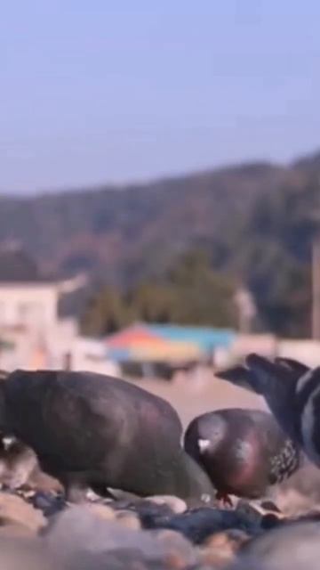 "Pigeon Chronicles: Unveiling the Secret Lives of City Dwellers" 🕊️#rumesh #wildlife #shorts смотреть онлайн
