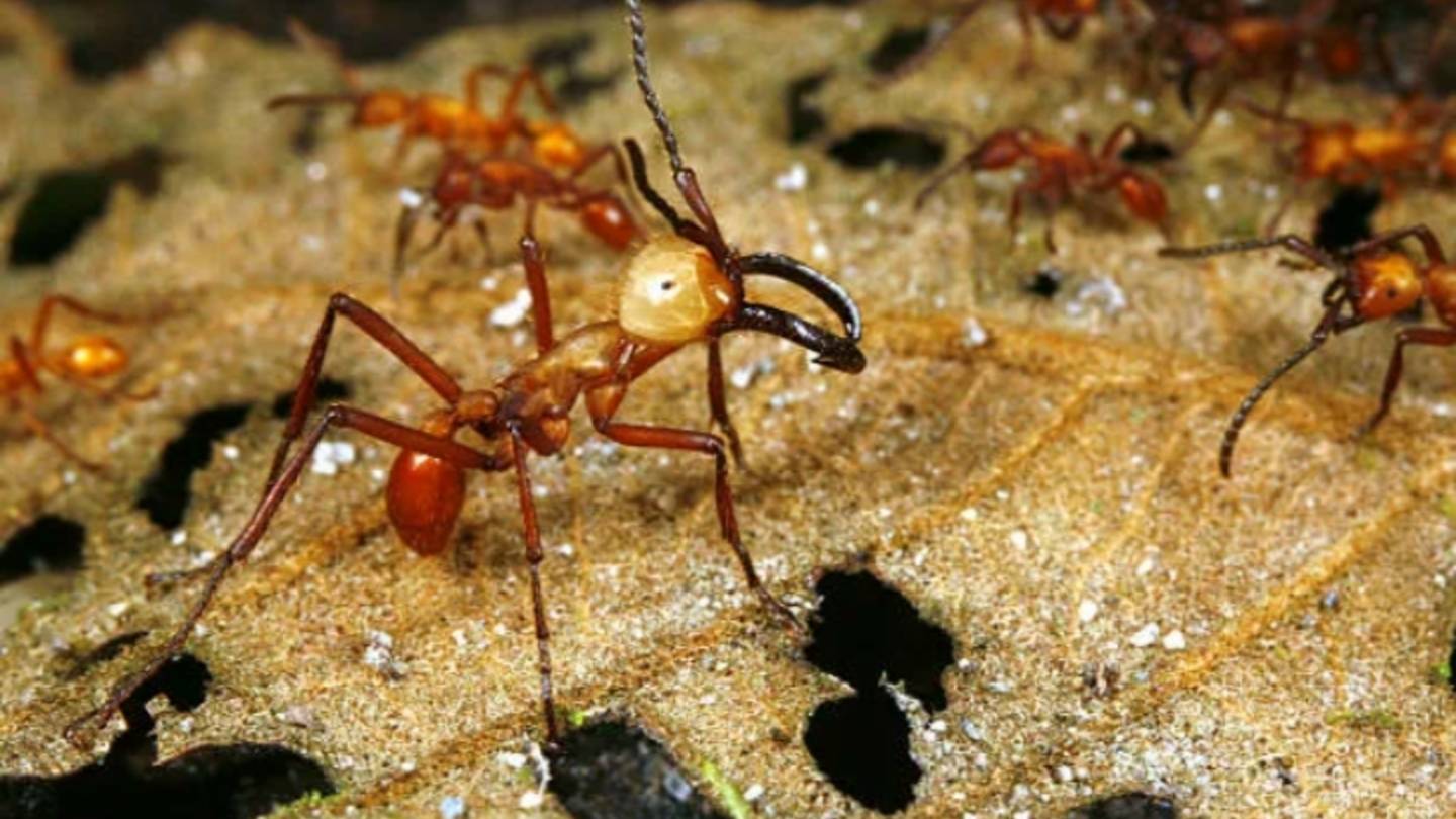 The ants 🐜 12