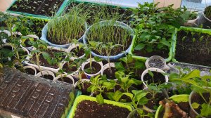 Вся рассада на 25 марта 2025 Ожидания и Результат. Делаю по своему и все растет!