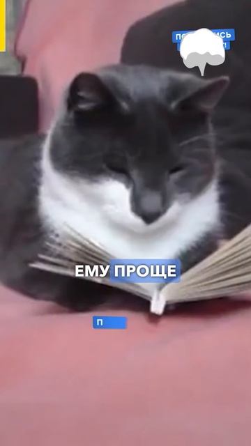 Как определить психотип ребенка На примере котиков 🐱#психотип #личностныйрост #саморазвитие смотреть онлайн