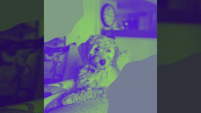 Чувство (Выгул собак) смотреть онлайн