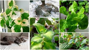 Зима решила вернуться. Сочный салат из магазина на подоконнике. Плектрантусы для композиций.