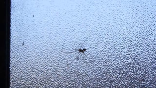 Spider: Camera video check смотреть онлайн