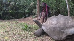 ОГРОМНАЯ ЧЕРЕПАХА / ОБЕЗЬЯНЫ /  БАТЕРФЛЯЙ ЗАПОВЕДНИК БАМБУРИ / ХОЛЛЕР ПАРК /  АФРИКА КЕНИЯ