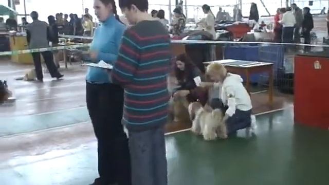 Сравнение Ципа и Сиспа смотреть онлайн