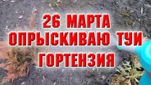 Что я делаю с туями? Привела в порядок Ванилу Фрайз
