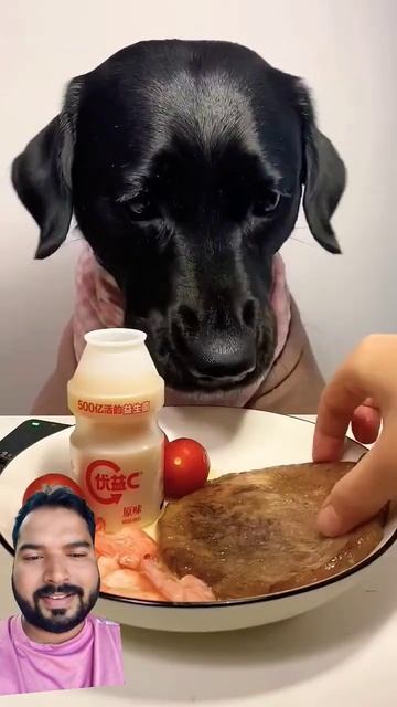 #dog #pets #doglover #eating #food #viralshorts смотреть онлайн
