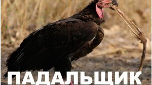 ПАДАЛЬЩИК (АПОКАЛИПСИС)