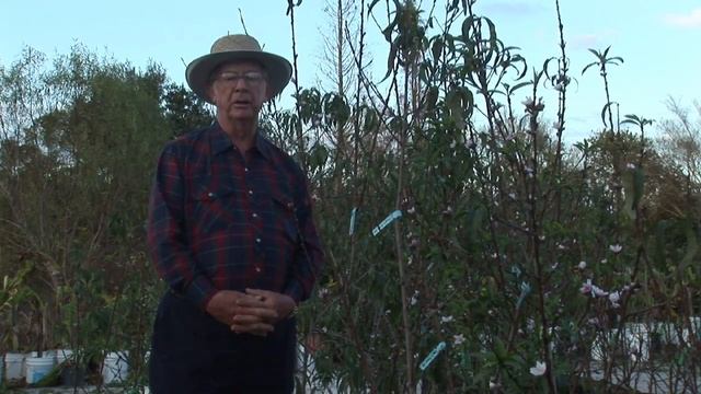 How to Grow Peach Trees : When Is the Best Time to Plant Peaches? смотреть онлайн