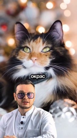 Кошки черепахового окраса