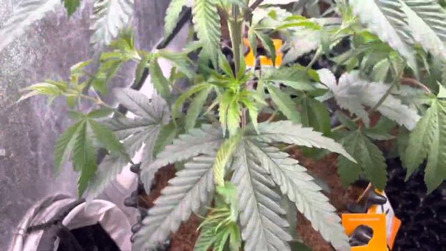 Mars Hydro FC3000 veg. See description for discount codes смотреть онлайн