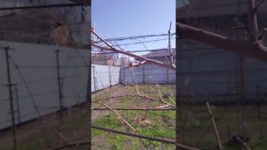 Формировка летних сортов ежевики