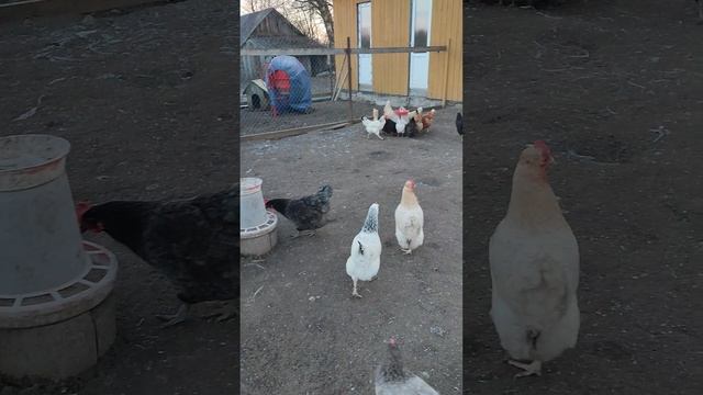 Доброе утро из деревни🏠 Вместе с кошечкой Лапой на хозяйстве
