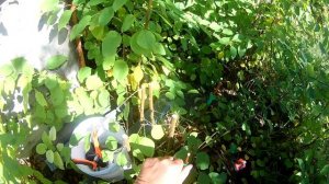 Прививка груши осенью №-3  24. 08. 22г  прививочным секатором с Али Экспресс  ОЧЕНЬ КЛАССНО !!!